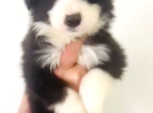 Zeka Küpü Irk Garantili Border Collie Yavrular görsel