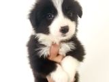 Zeka Küpü Irk Garantili Border Collie Yavrular