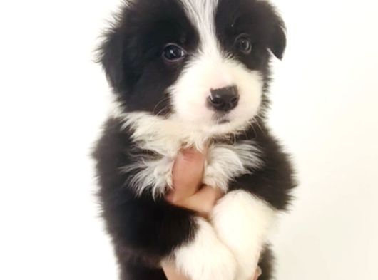 Zeka Küpü Irk Garantili Border Collie Yavrular