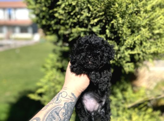 Aşili Karneli̇ Si̇yah Poodle