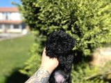 Aşili Karneli̇ Si̇yah Poodle