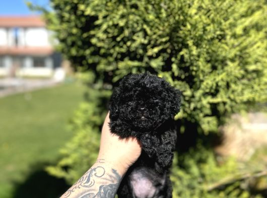 Aşili Karneli̇ Si̇yah Poodle görsel