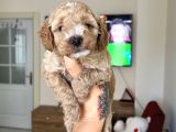 Maltipoo Yavrularımız