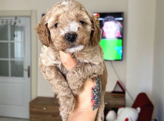 Maltipoo Yavrularımız görsel