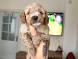 Maltipoo Yavrularımız