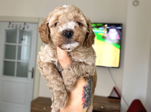 Maltipoo Yavrularımız görsel