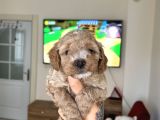 Maltipoo Yavrularımız
