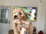 Maltipoo Yavrularımız
