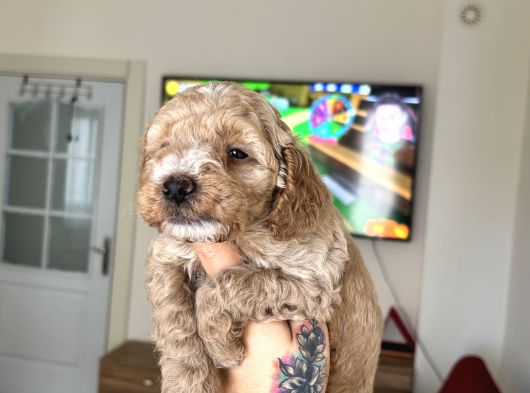 Maltipoo Yavrularımız görsel