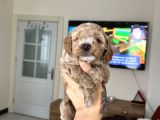 Maltipoo yavrularımız