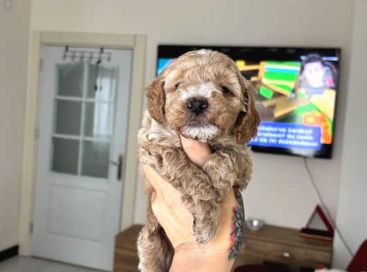Maltipoo Yavrularımız