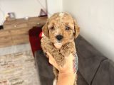 Maltipoo yavrularimiz