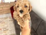 Maltipoo Yavrularimiz