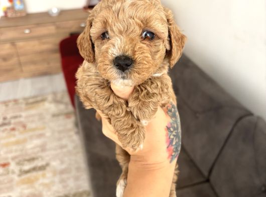 Maltipoo Yavrularimiz görsel