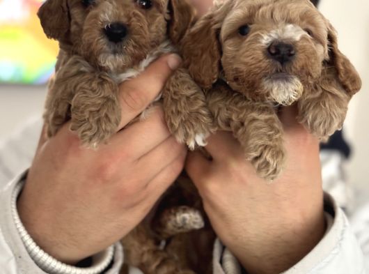 Maltipoo Yavrularımız görsel