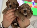 Maltipoo Yavrularımız
