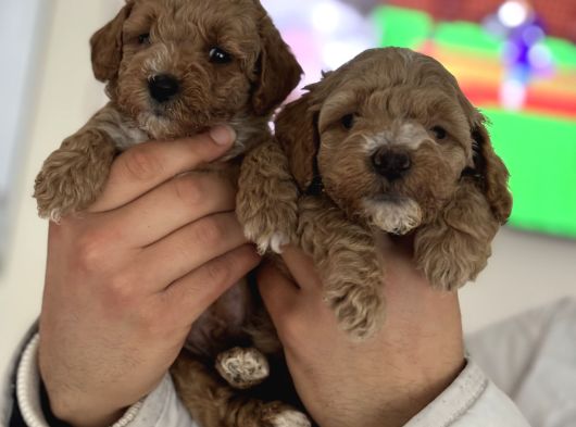 Maltipoo Yavrularımız görsel