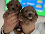 Maltipoo Yavrularımız