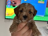 Maltipoo Yavrularımız