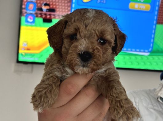 Maltipoo Yavrularımız görsel