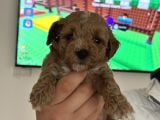 Maltipoo Yavrularimiz