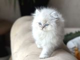 Orji̇nal Mükkemmel Kali̇te  Bri̇ti̇sh Longhai̇r