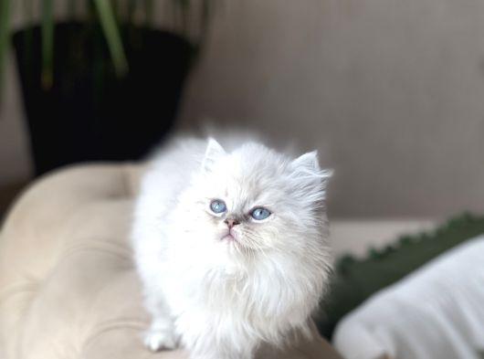 Orji̇nal Mükkemmel Kali̇te  Bri̇ti̇sh Longhai̇r görsel