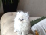 ORJİNAL MÜKKEMMEL KALİTE  BRİTİSH LONGHAİR