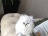 Orji̇nal Mükkemmel Kali̇te  Bri̇ti̇sh Longhai̇r