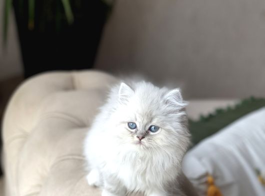 Orji̇nal Mükkemmel Kali̇te  Bri̇ti̇sh Longhai̇r görsel