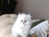 Orji̇nal Mükkemmel Kali̇te  Bri̇ti̇sh Longhai̇r