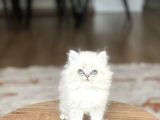 AŞIRI SEVİMLİ SURAT SAFKAN BRİTİSH LONGAİR YAVRUM