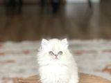 Aşiri Sevi̇mli̇ Surat Safkan Bri̇ti̇sh Longai̇r Yavrum