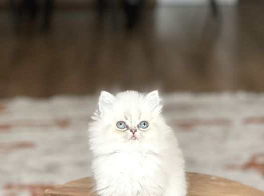Aşiri Sevi̇mli̇ Surat Safkan Bri̇ti̇sh Longai̇r Yavrum görsel