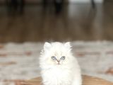 Aşiri Sevi̇mli̇ Surat Safkan Bri̇ti̇sh Longai̇r Yavrum