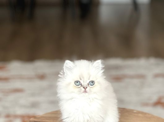 Aşiri Sevi̇mli̇ Surat Safkan Bri̇ti̇sh Longai̇r Yavrum görsel
