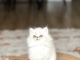 Aşiri Sevi̇mli̇ Surat Safkan Bri̇ti̇sh Longai̇r Yavrum