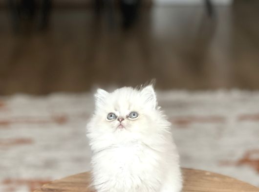 Aşiri Sevi̇mli̇ Surat Safkan Bri̇ti̇sh Longai̇r Yavrum görsel