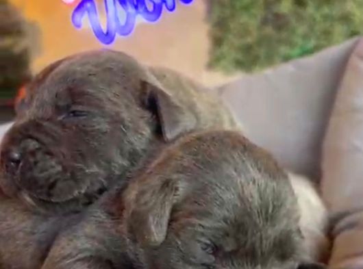 Güç Sevenlere A Scr Canecorso Blue Bebeklerimiz görsel