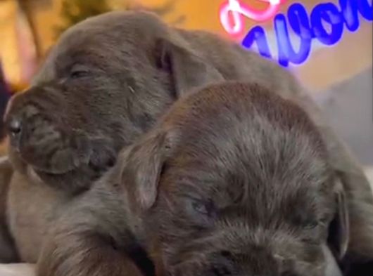 Güç Sevenlere A Scr Canecorso Blue Bebeklerimiz görsel