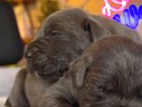 Güç Sevenlere A Scr Canecorso Blue Bebeklerimiz