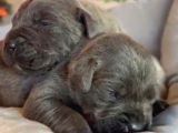 Güç Sevenlere A Scr Canecorso Blue Bebeklerimiz
