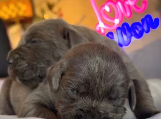 Güç Sevenlere A Scr Canecorso Blue Bebeklerimiz görsel