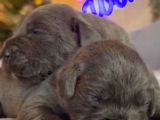 Güç Sevenlere A Scr Canecorso Blue Bebeklerimiz