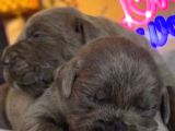 Güç Sevenlere A Scr Canecorso Blue Bebeklerimiz