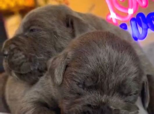 Güç Sevenlere A Scr Canecorso Blue Bebeklerimiz görsel