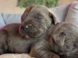 Güç sevenlere a scr canecorso blue bebeklerimiz