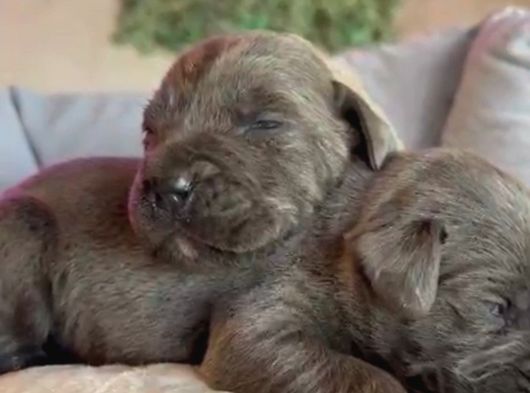 Güç Sevenlere A Scr Canecorso Blue Bebeklerimiz
