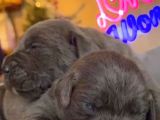 Güç Sevenlere A Scr Canecorso Blue Bebeklerimiz