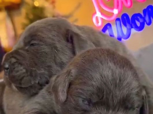 Güç Sevenlere A Scr Canecorso Blue Bebeklerimiz görsel
